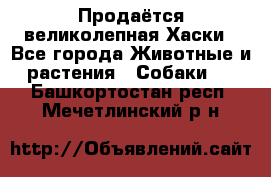 Продаётся великолепная Хаски - Все города Животные и растения » Собаки   . Башкортостан респ.,Мечетлинский р-н